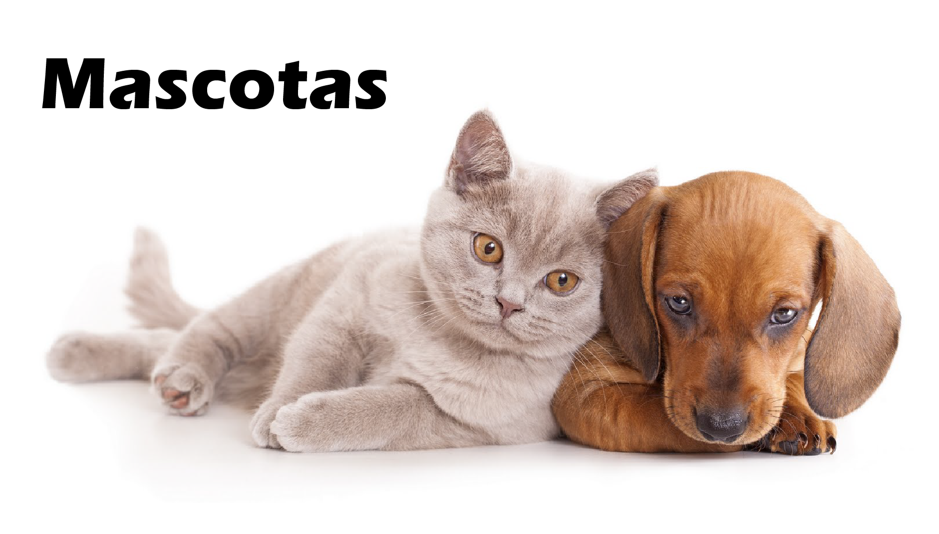 mascotas-imag.png